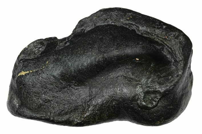 Fossil Whale Ear Bone - Miocene #144908